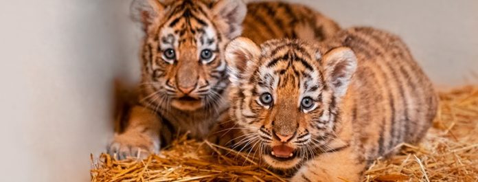 Siberian cubs
